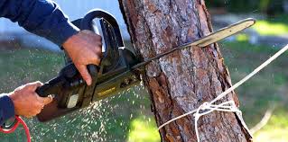 Best Root Management and Removal  in Covington, TN