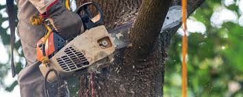 Professional Tree Removal in Covington, TN