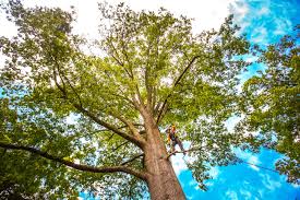 Best Lawn Renovation and Restoration  in Covington, TN