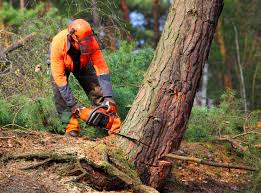 Best Hazardous Tree Removal  in Covington, TN