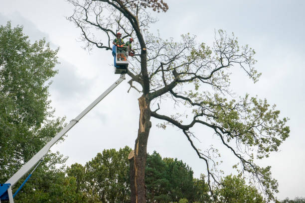 How Our Tree Care Process Works  in  Covington, TN