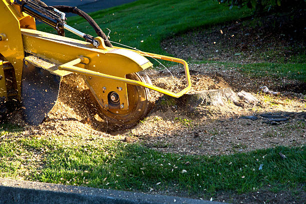 Best Tree Mulching  in Covington, TN