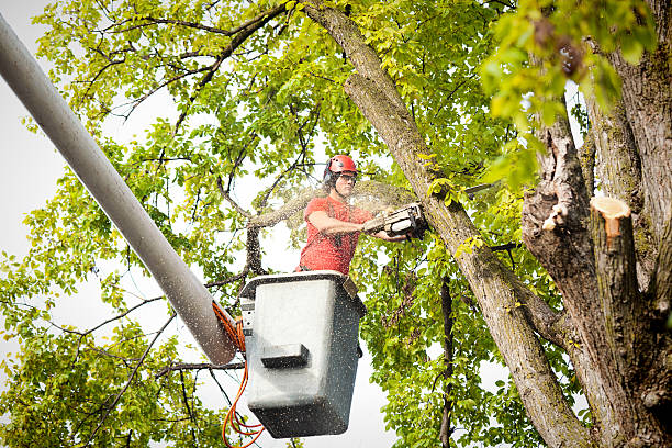 Best Commercial Tree Services  in Covington, TN